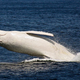 Illustration for article titled These rare photos of Migaloo the albino humpback whale are astonishing